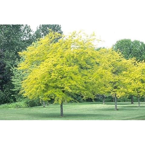 Tree Seeds Online - Gleditsia Triancathos- Honey Locust 100 Seeds - 2 Packs Cover
