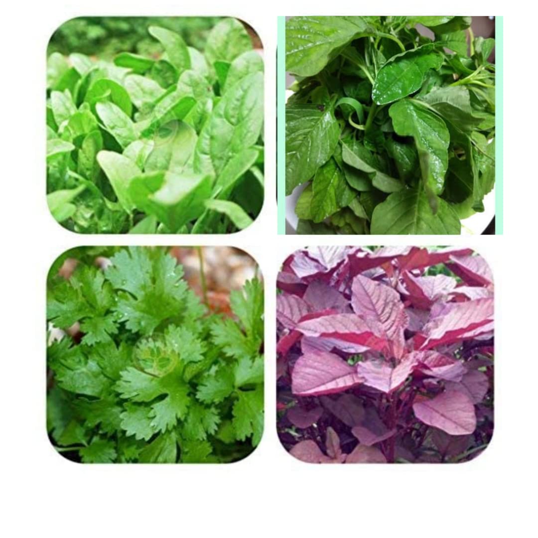 Eg Elamgreen Organics Leafy Vegetable Seed Kit 4Variety Spinach Seeds 1000+ Seeds