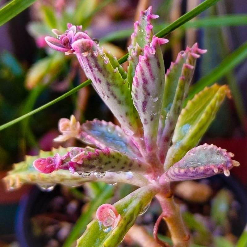 Miniatura 5 de Planta Kalanchoe rosa viva para plantar, planta de mariposa rosa Kalanchoe viva en maceta de 2 pulgadas, suculenta abigarrada, planta de interior