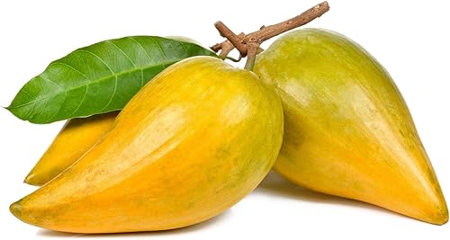 Miniatura 8 de Polvo de lúcuma, 18 libras, crudo, 100% puro, paleo, ceto, vegano, superalimento peruano, a granel, ideal para jugos, bebidas y batidos, rico en