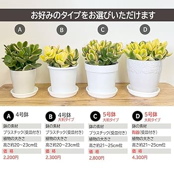 Amazon | 観葉植物 金のなる木 斑入り 黄金花月 選べるサイズ 4