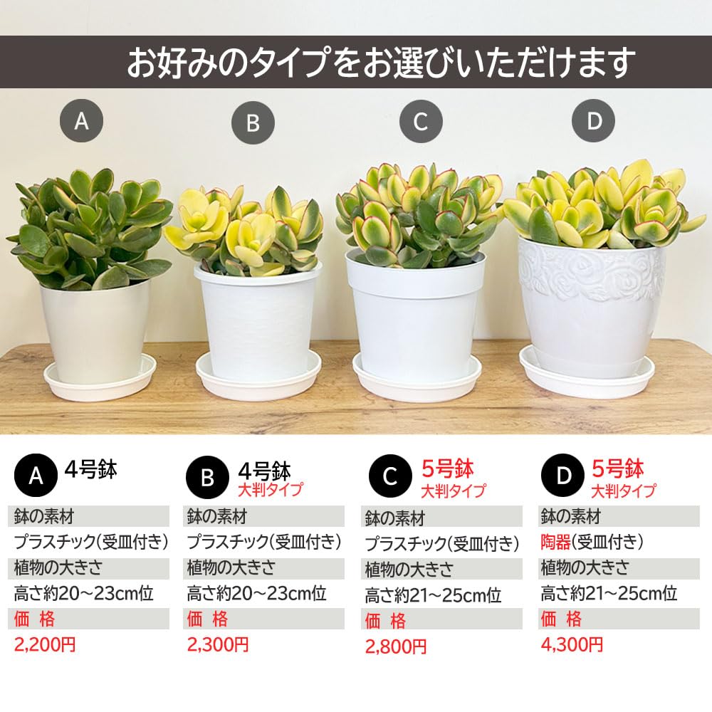 Amazon｜観葉植物 金のなる木 斑入り 黄金花月 選べるサイズ 4号 5号