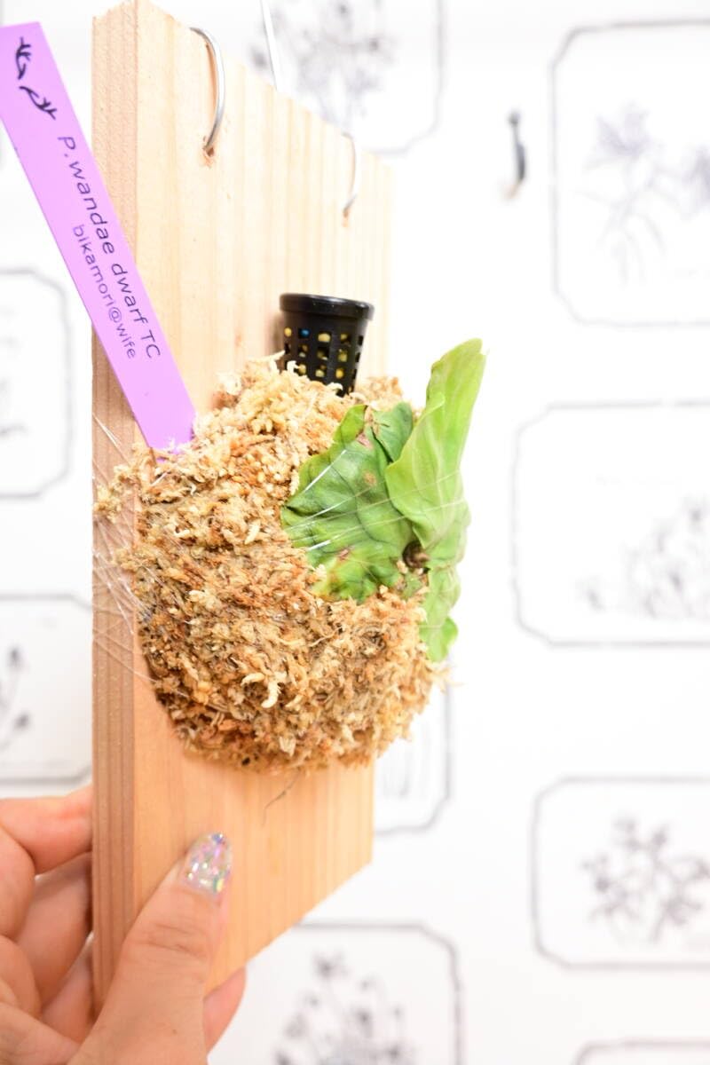 Amazon.co.jp: P.wandae dwarf TC①在庫僅か @bikamori.com