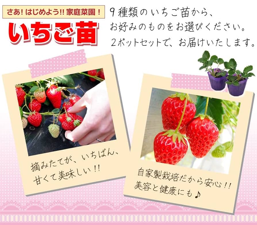 イチゴ　苗 30本　とちおとめ　苺 Amazon.co.jp: ITANSE いちご苗 とちおとめ 3号 9個セット