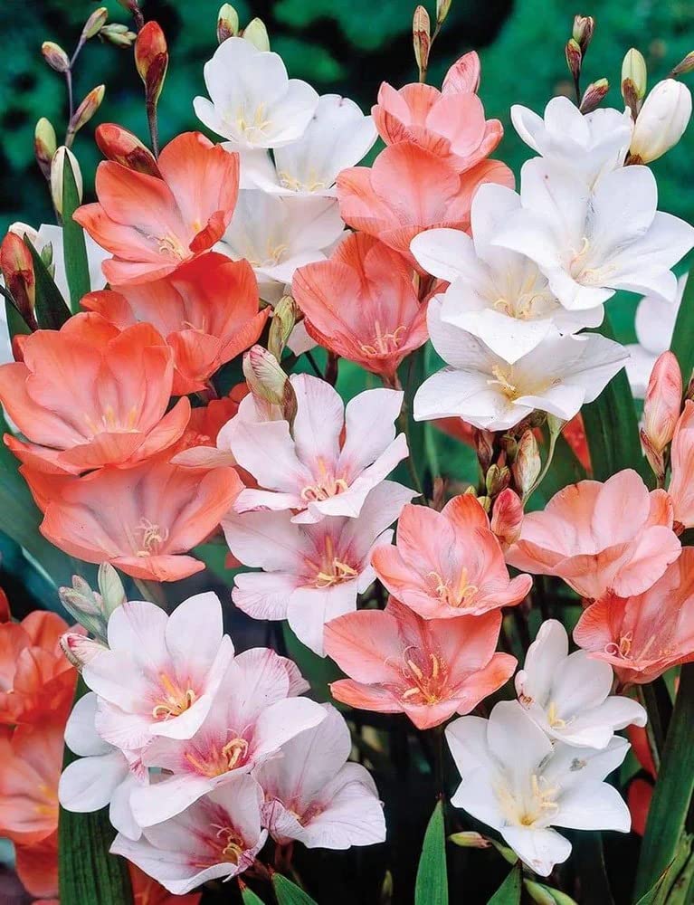 Plantogallery Tritonia Multicolor Flower Bulbs - Pack Of 1 Bulbs (B0CG34JYW3) Amazon Price History, Amazon Price Tracker