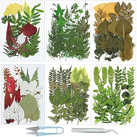 Kit de Fleurs Séchées Cayway 128 PCS Cover