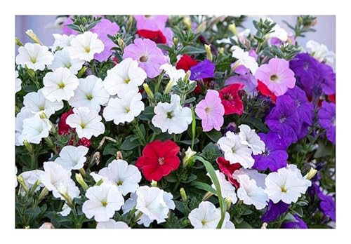 Pcs - 30x Pétunia, Court Suspendu (E) Mix Pétunia X Hybrida Pendula Plantes Graines KS106 - Seeds & Plants Shop by Ipsa