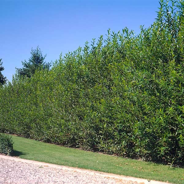 Buy Hybrid Willow Trees Privacy Trees of Shade, Fast Growing Trees