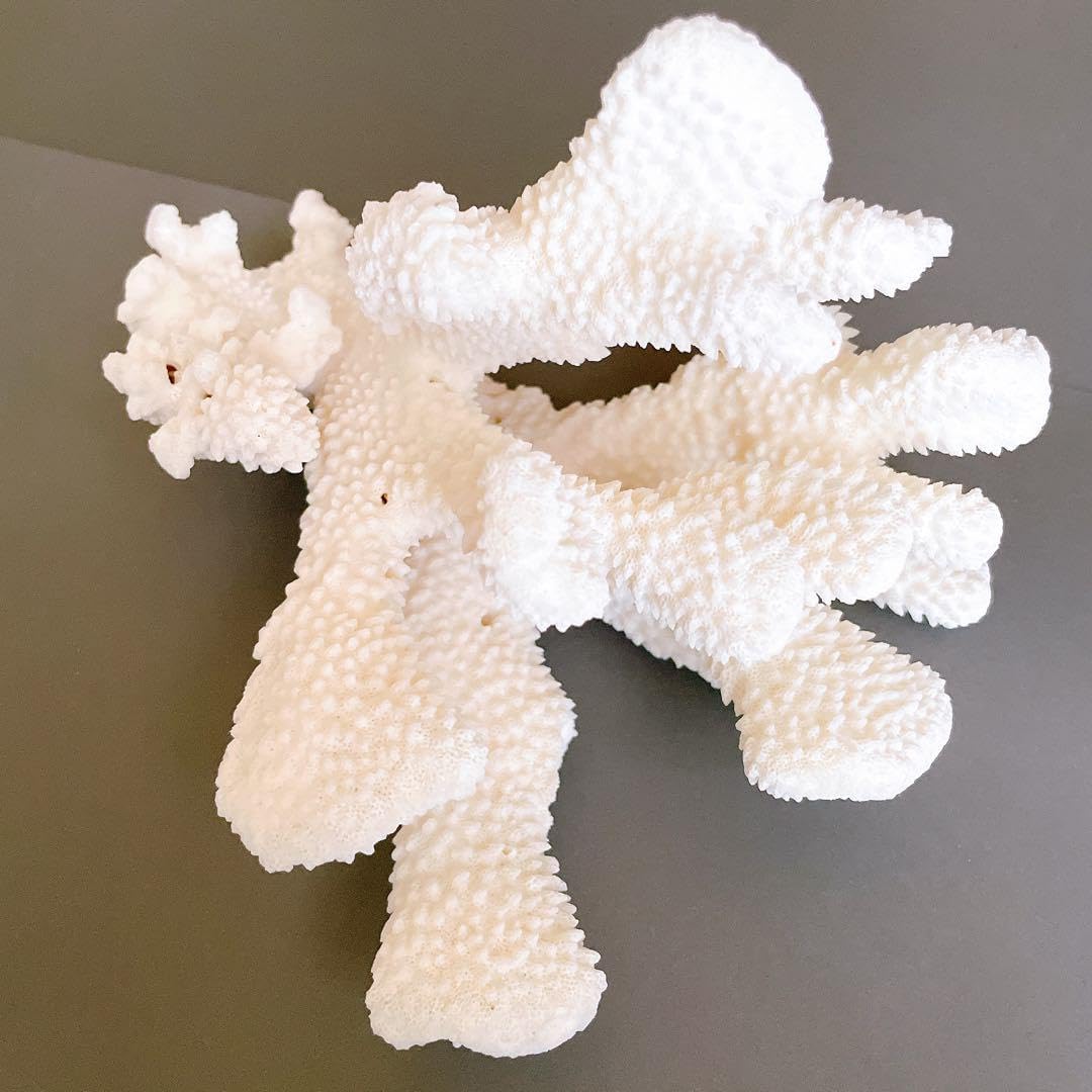 美品、ネイティブ格雷斯中国 グレースチャイナ＃アンティーク