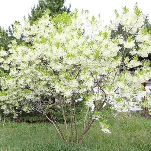 White Fringe Tree – Flowering Ornamental Plant with Fragrant White