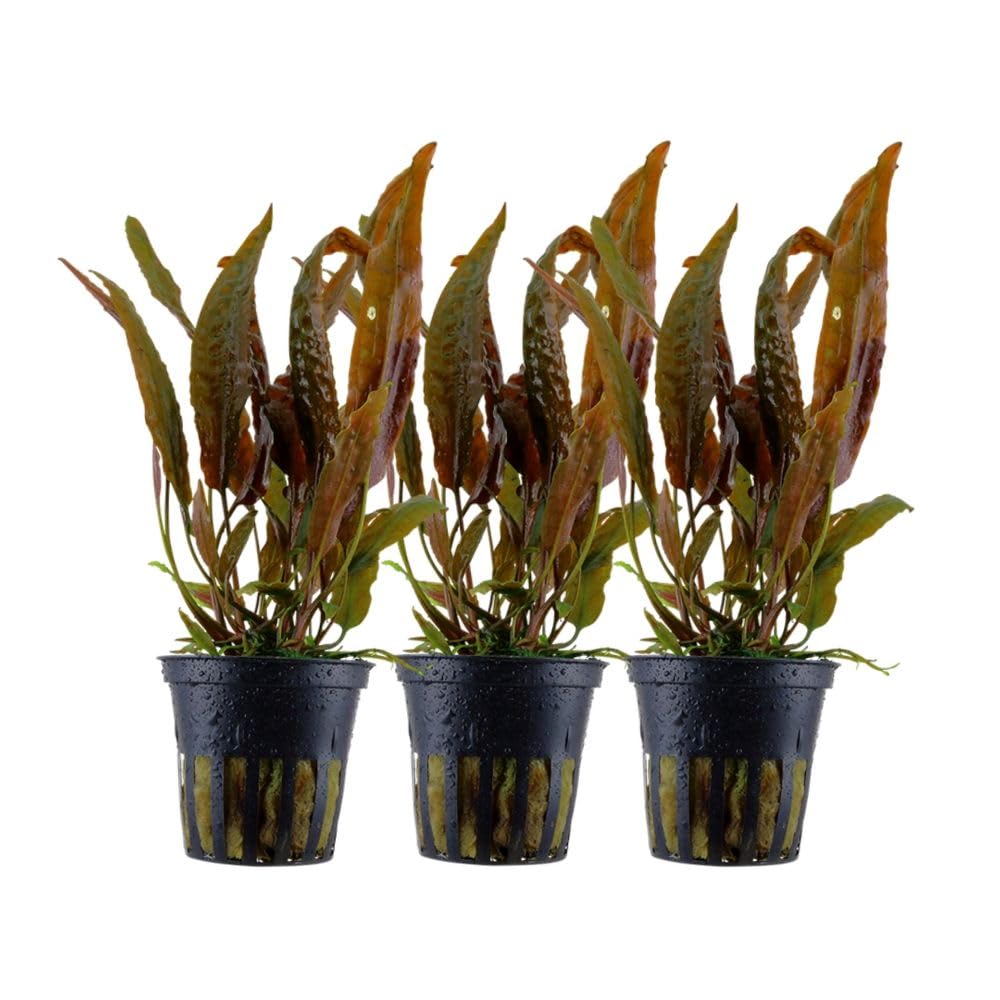 AquaOne Cryptocoryne usteriana roślina do akwarium, 3 sztuki, środek gruntu, roślina wodna, roślina akwariowa, rozeta w pełni zakorzeniona, prosta dekoracja Aquascaping