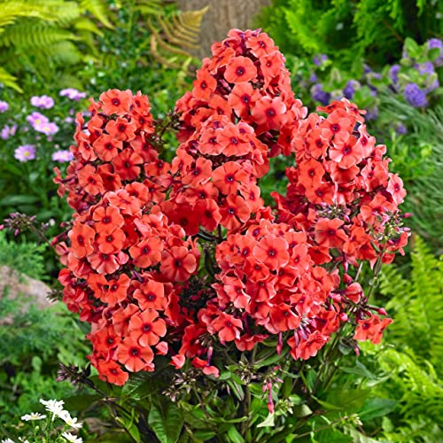 Votaniki Orange Perfection Phlox Roots - Stunning Blooms and Sweet Fragrance, Attracts Pollinators | Phlox Roots for Planting - Hardy and Versatile Perennial Plant! (1 Pack)