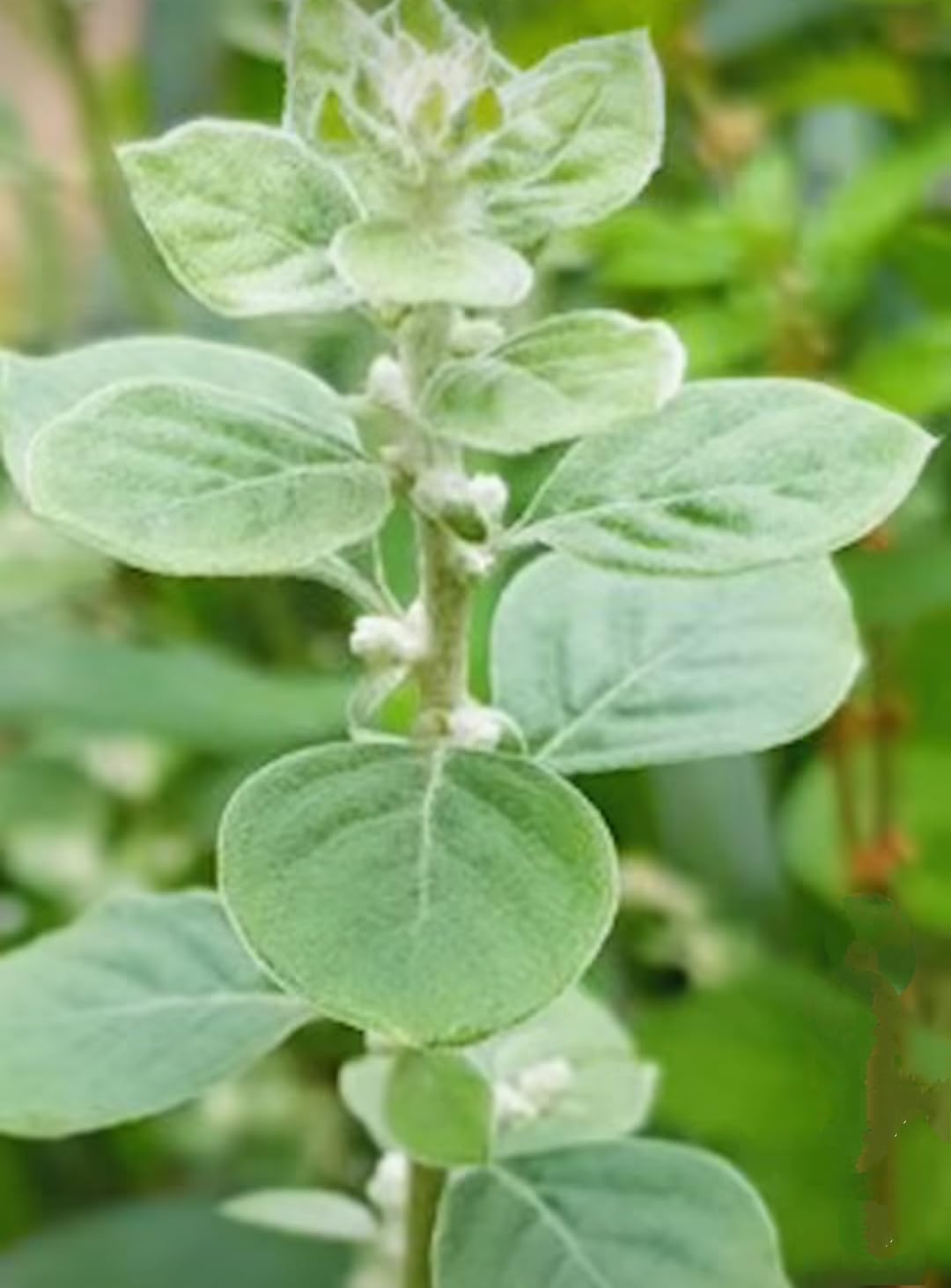 NATURE WORLD PREMIUM DESI FULLY ORGANIC AND AYURVEDIC BERGENIA CILIATA KONDAPINDI HEALTHY LIVE PLANT FOR GREAT HOME GARDENING (B0CWS5X6V5) Amazon Price History, Amazon Price Tracker