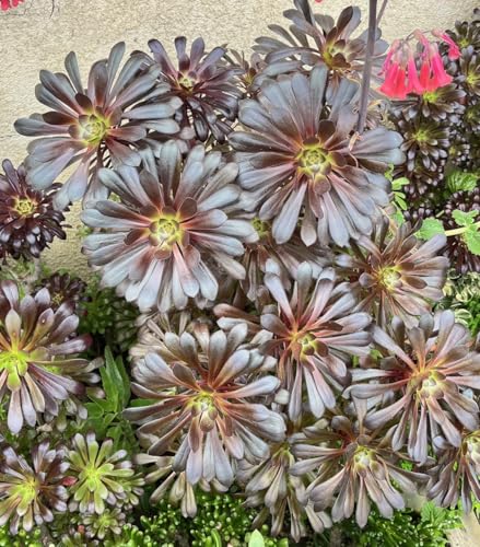 5 Cuttings Black Rose Aeonium Arboreum Zwartkop Succulent Plant