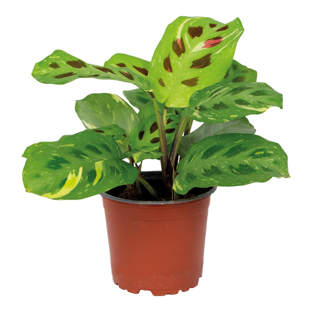Bloomique - Maranta Variegata - Gebetspflanze - Zimmerpflanzen - Luftreinigend - Höhe 10-15 cm - Topf 12 cm