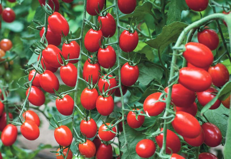 See full amazon price history chart for Tomato seeds hybrid all seasons, All season hybrid tomato seeds, Hybrid tomato seeds all season ( 350 seeds ) Tomato seeds hybrid all seasons, All season hybrid tomato seeds, Hybrid tomato seeds all season ( 350 seeds ) (B0BVMM41HV) Amazon Price History, Amazon Price Tracker