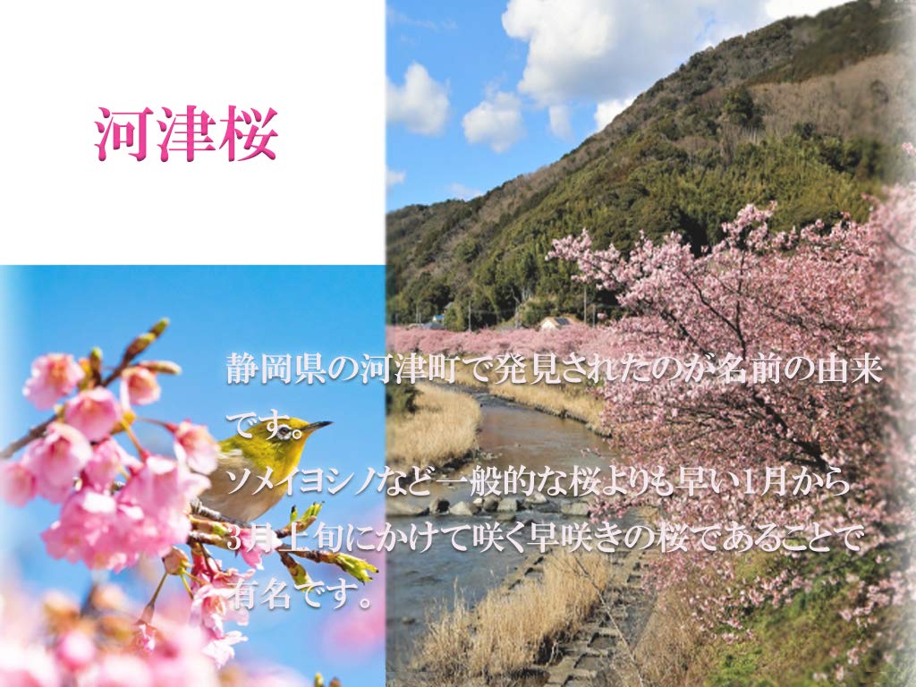河津桜 苗木 Www Vetrepro Fr