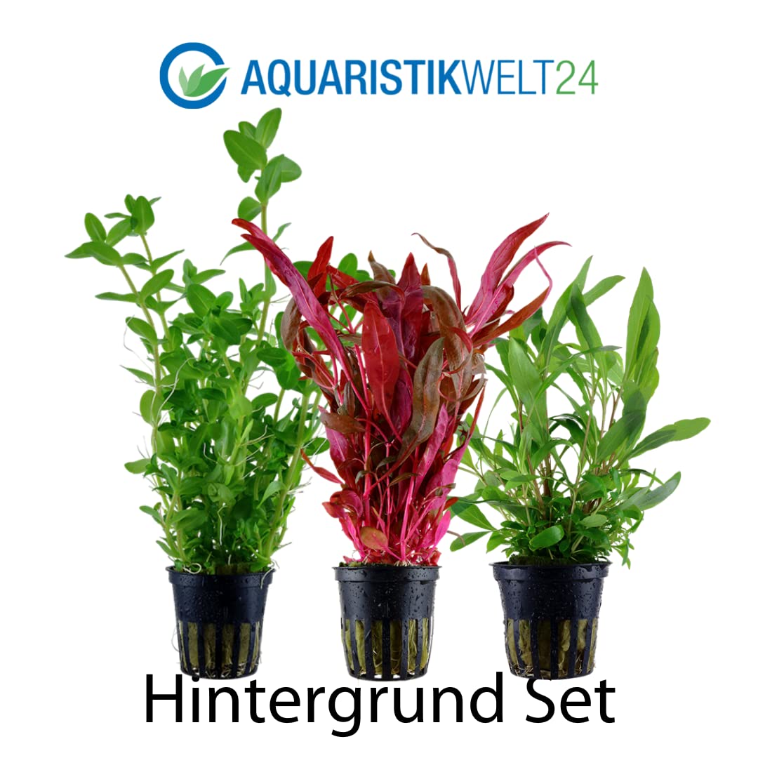 AquaOne Aquarium Pflanzen I 3X Wasserpflanzen I Hintergrund Aquarienpflanzen I Alternanthera Hygrophila Bacopa I Set mit 3 Hintergrundpflanzen