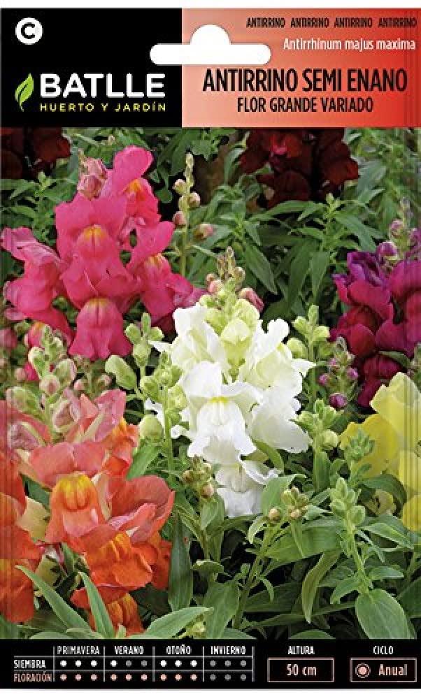 Semi Di Antirrino (Bocca Di Leone) Enano - Per Vasi, Aiuole E Fiori Recisi