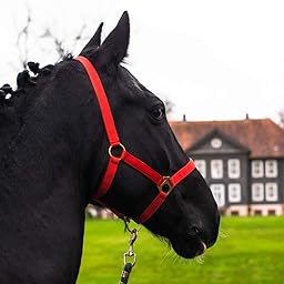 Cavezza per puledro Mini Shetty Cavezza per cavallo in legno – Cavezza per puledro regolabile in 2 posizioni su mento e collo (rosso, puledro)