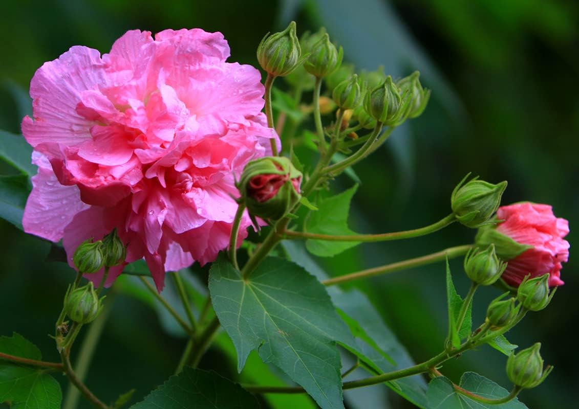 GOLAPKOLONY Live Land Lotus Double Flower Plant - Padma Hibiscus Flower -Confederate Rose or Sthol-Padma Hibiscus Mutabilis 1 Live Plant For Home Garden (B0CZS6N7K4) Amazon Price History, Amazon Price Tracker