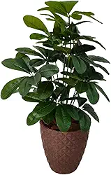 Planta Artificial Schefflera com Folhas Grandes Realista Com Vaso
