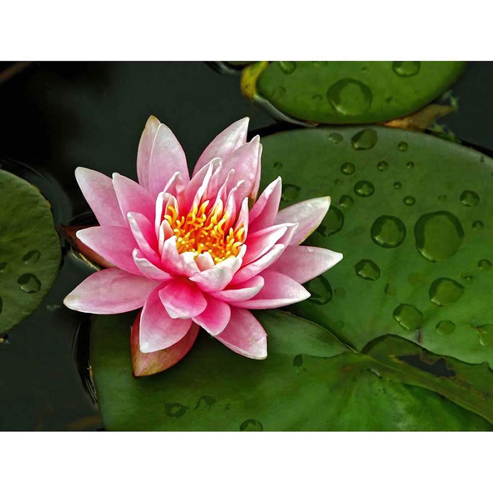 Wee Blue Coo Lotus Flower Lilly Pad Pink Art Print Poster Wall Decor 12X16 Inch