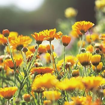 Amazon.co.jp: リーフ&ボタニクス セラム カレンデュラ (オイル美容液