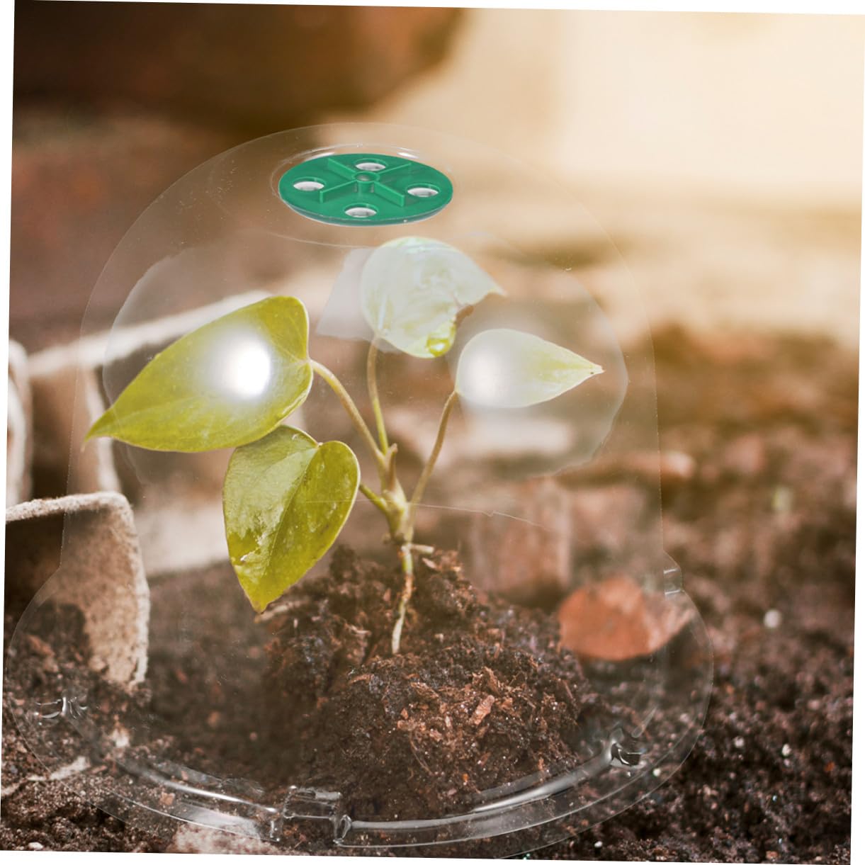 Yardenfun 3 Stück Mini Gewächshaus Pflanzkuppel aus Robustem Pet Material Transparente Pflanzenhaube für Anzucht Frostschutz und Schutz im Garten Vielseitig als Garten Cloche für Blumen