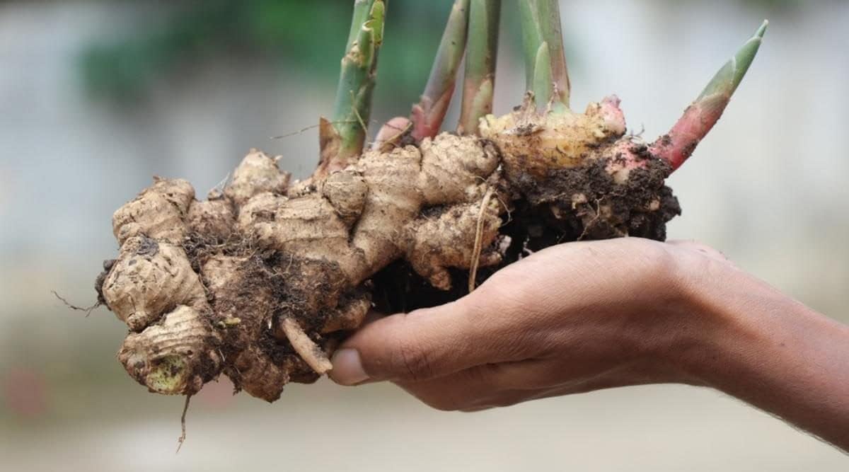 Adu Live Bulbs Aromatic Ginger Home Grow (6 Healthy Bulbs)-image-43
