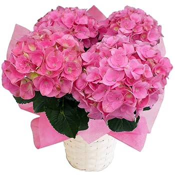 Amazon｜あじさい 早咲4月発送 さかもと園芸 達人のあじさい