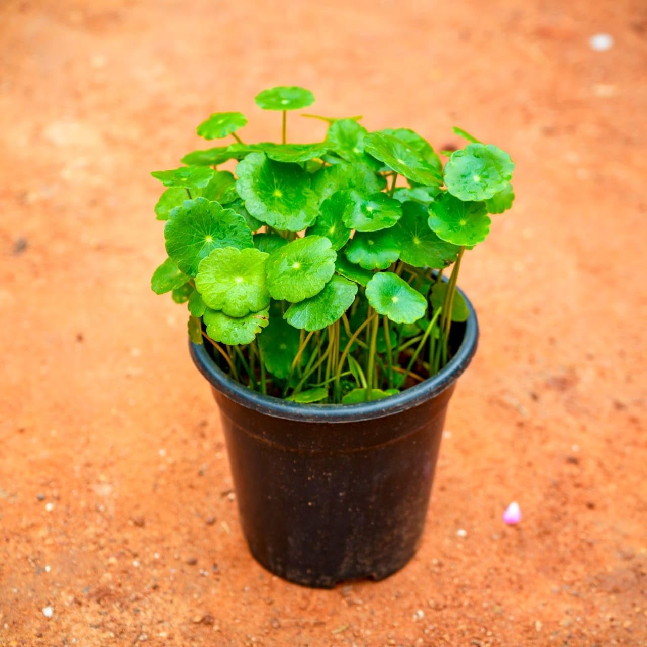 Fresh Pilea peperomioides (Coin Plant - Chinese Money Tree) Nature Decor - Round Shaped Petals Provide a Unique Look to Urban Apartment Setups (1 Live Healthy Plant With Extra Vine)-image-33