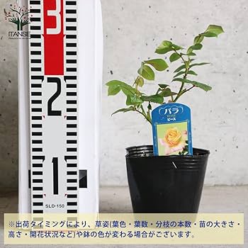 Amazon.co.jp: 薔薇の苗 Amazon.co.jp: 薔薇の苗