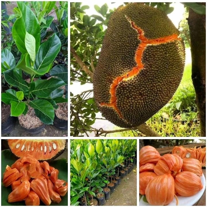 Thai Gumless Red Jackfruit Plant-Grafted Variant Height 1.5-2 FT
