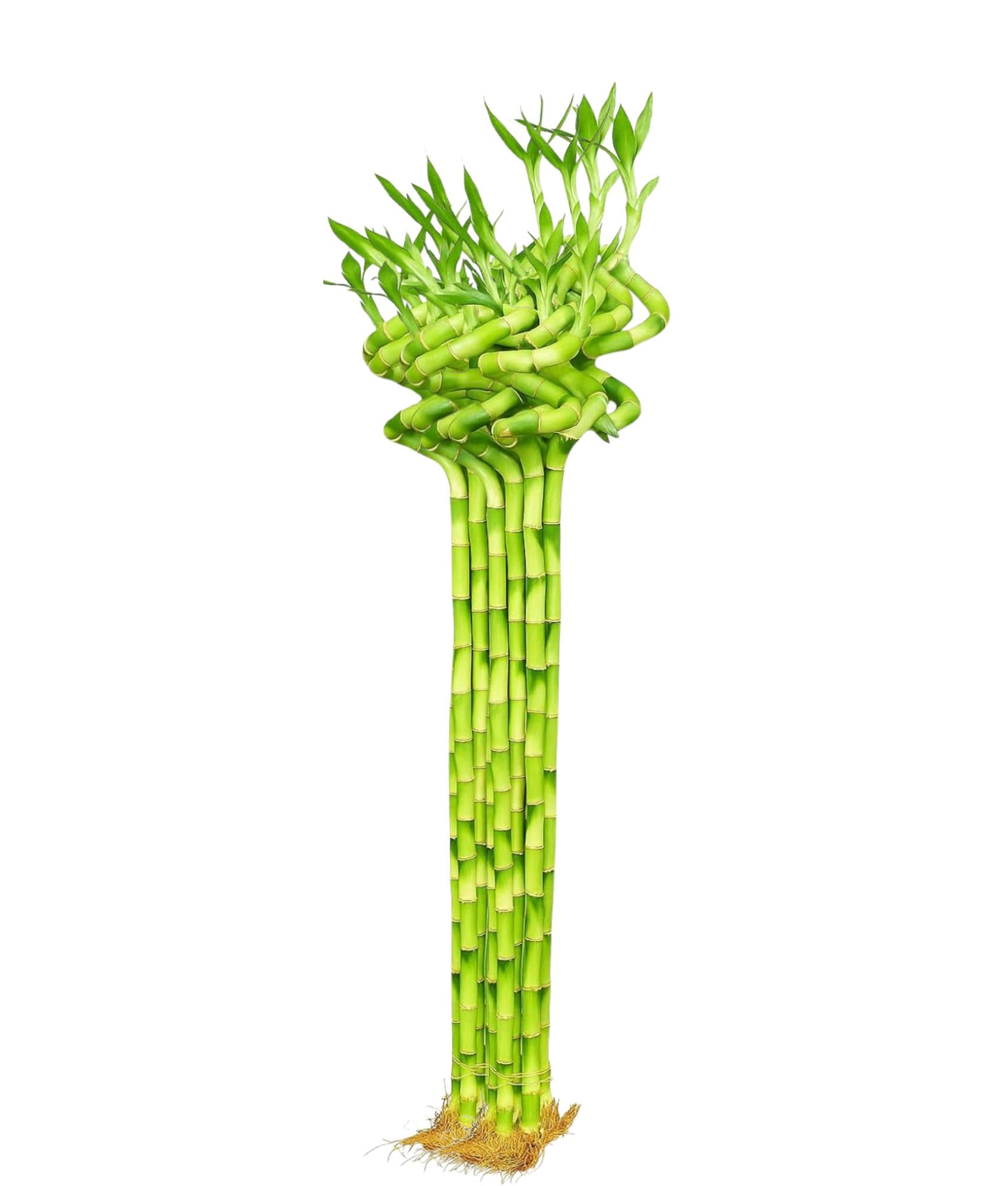 Spiral Lucky Bamboo - Good Luck Plant -12 Spiral Lucky Bamboo - Good Luck Plant -12