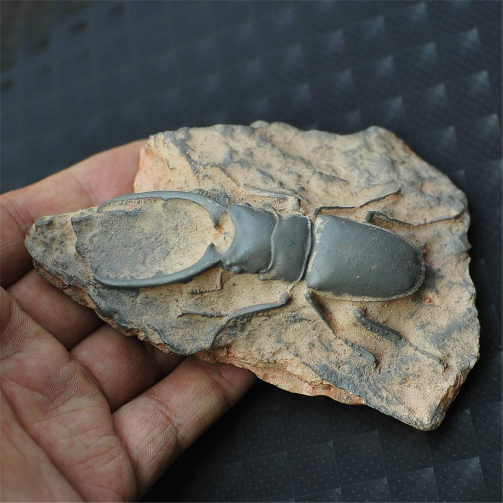 Roskio Refrigerator Magnets Fun Big Beetle A Fossil Fridge Magnet for Office Kitchen Whiteboard Map Notes Calendar Toy Decor