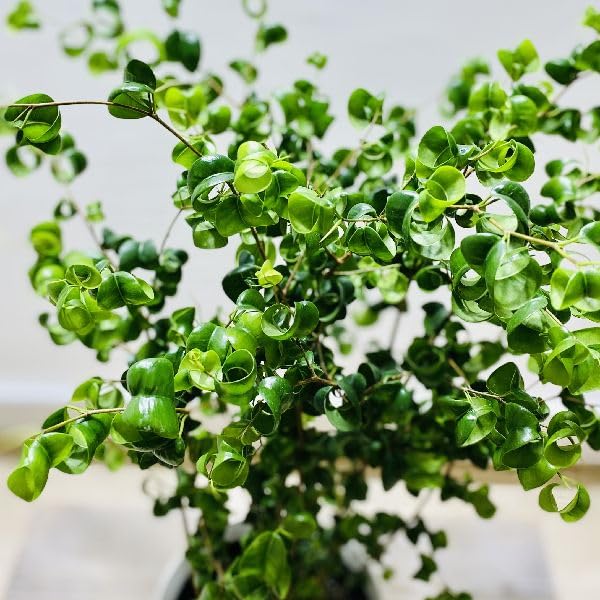 Amazon｜おしゃれ 観葉植物：フィカス ベンジャミン バロック*6号