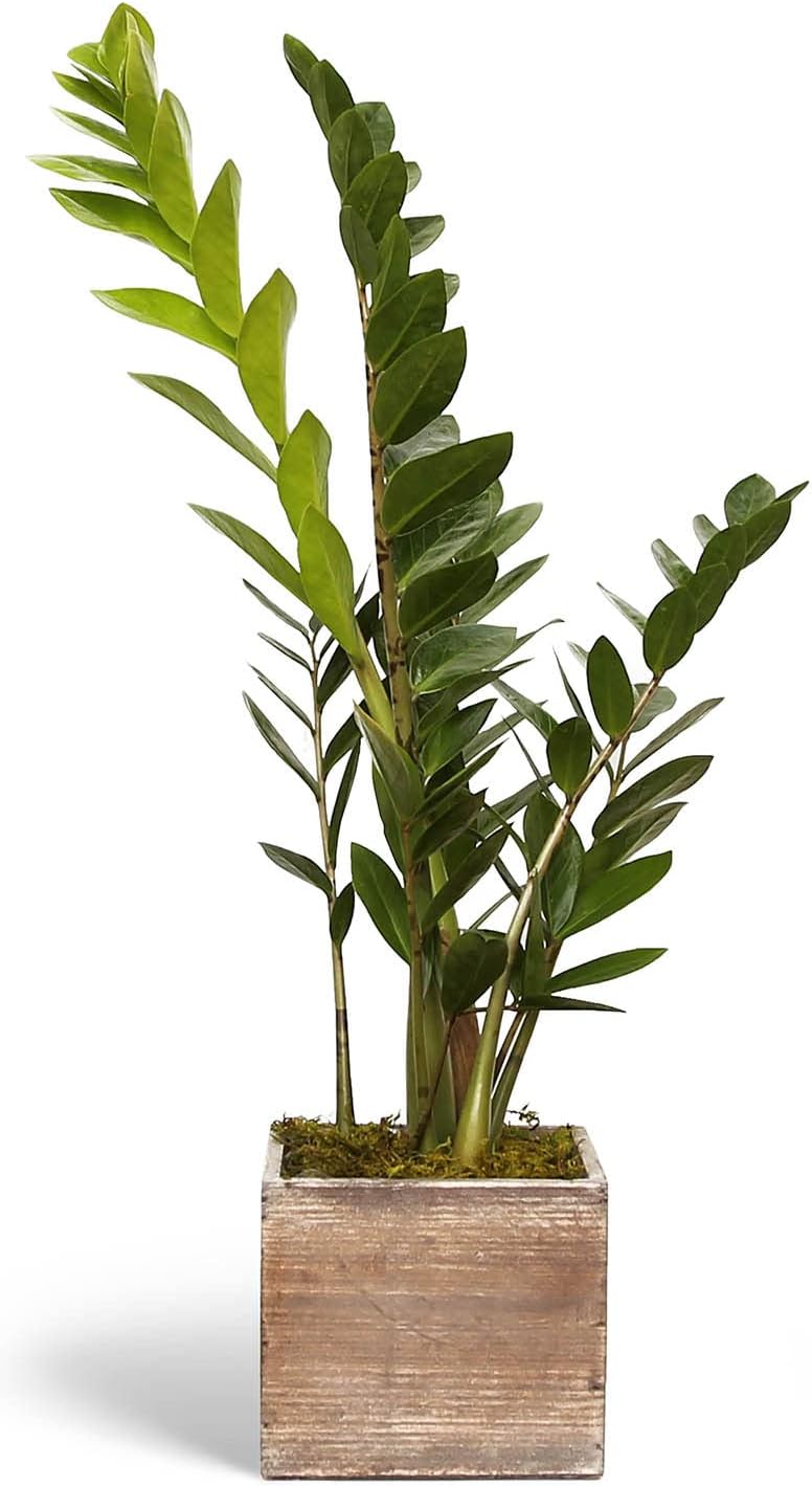 Live ZZ Plant, Zamioculcas Zamiifolia, Birthday Gift Plant