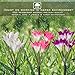 Outdoor Solar Garden Stake Lights - 3 Pack Solar Powered Lights with 12 Lily Flower, Multi-Color Changing Flower Lights for Pathway, Lawn