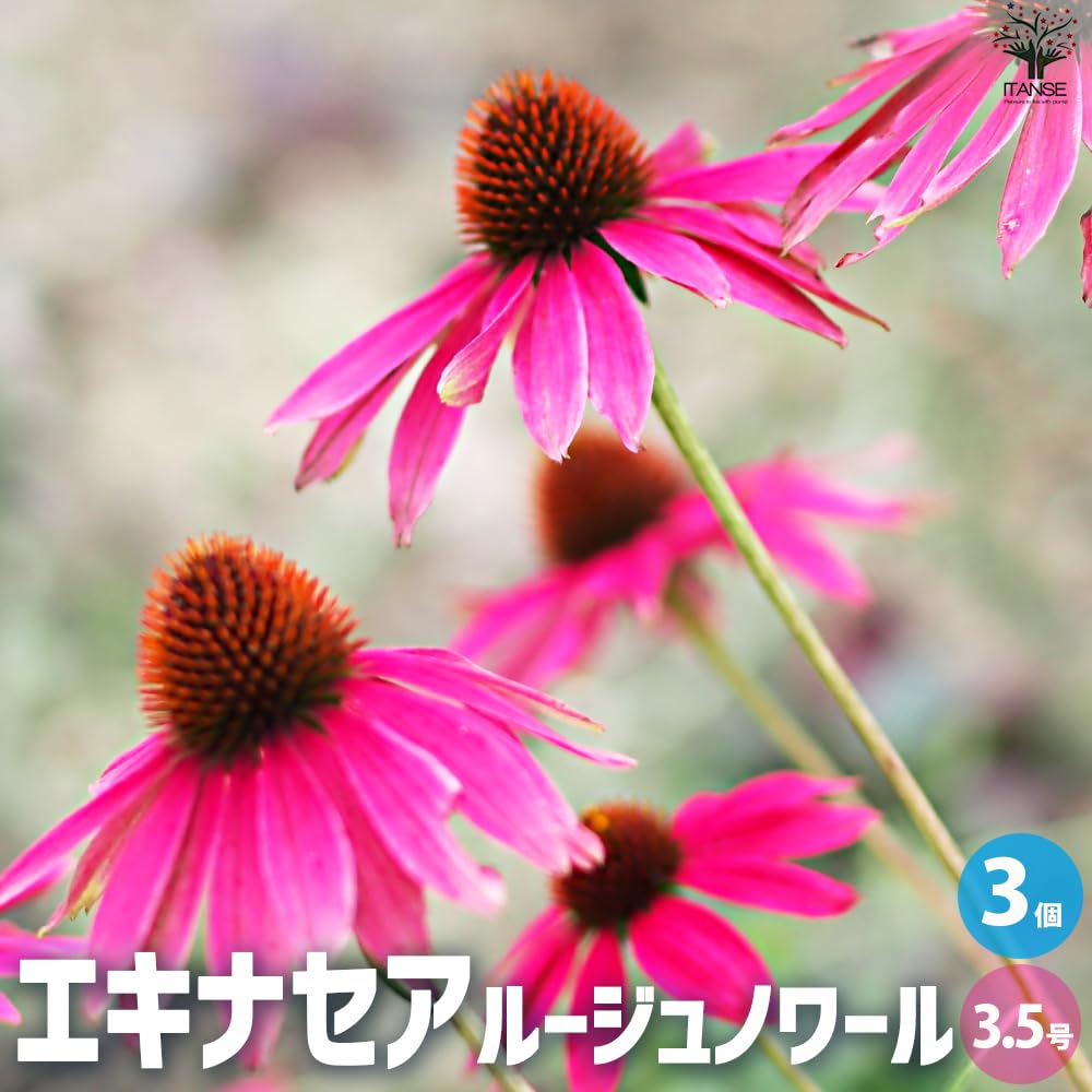 黒軸エキナセア苗　『ルージュノワール』ラベル付き エキナセア：ルージュノワール3.5号ポット の通販 | 園芸ネット