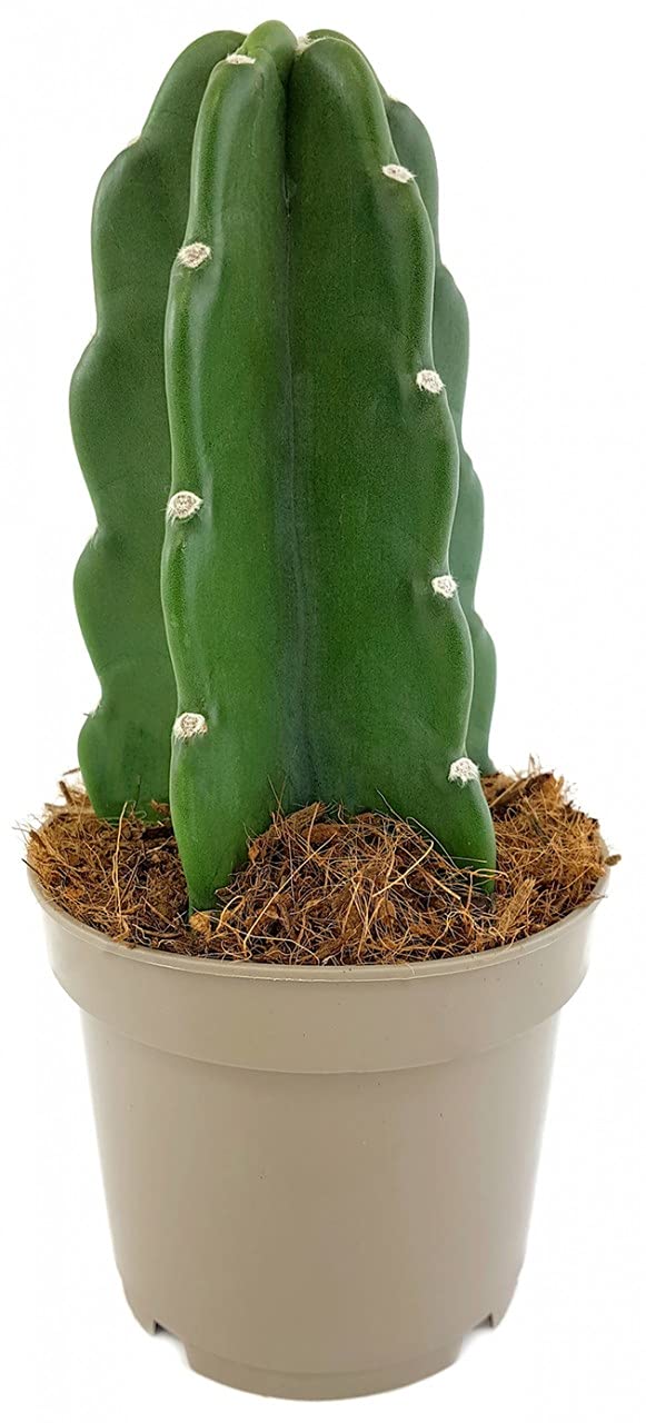 Fangblatt - Cuddly Cactus - familienfreundlicher Kaktus schon 22 cm hoch,  im  13 cm Topf - auergewhnlicher Kaktus ohne Dornen : Amazon.de: Garten