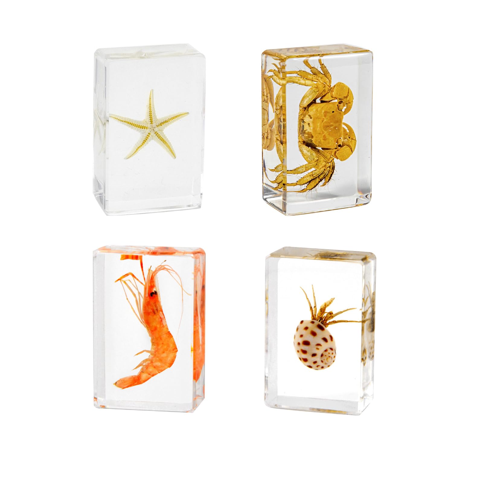 4Pcs Insect in Resin Specimen