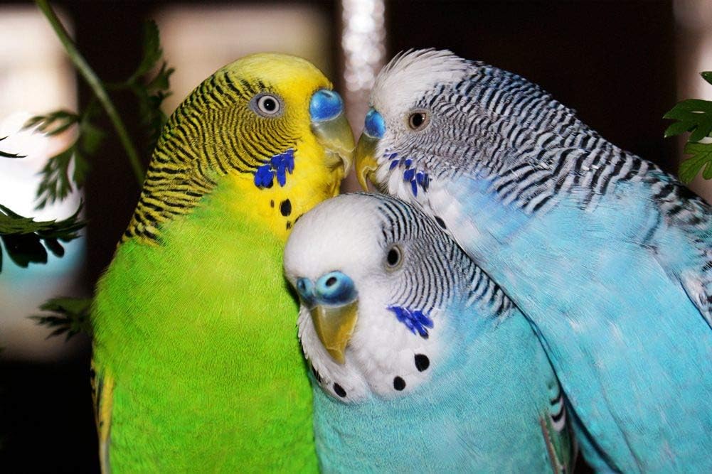 Amazon Co Jp セキセイインコ 動物 B2 ポスター 特大 キャンバスフォトアートプリントポスター 写真の壁の装飾 B2 500mm 707mm ホーム キッチン Amazon Co Jp セキセイインコ 動物 B2 ポスター 特大 キャンバスフォトアートプリントポスター 写真の壁の装飾 B2 500mm 707mm ホーム キッチン