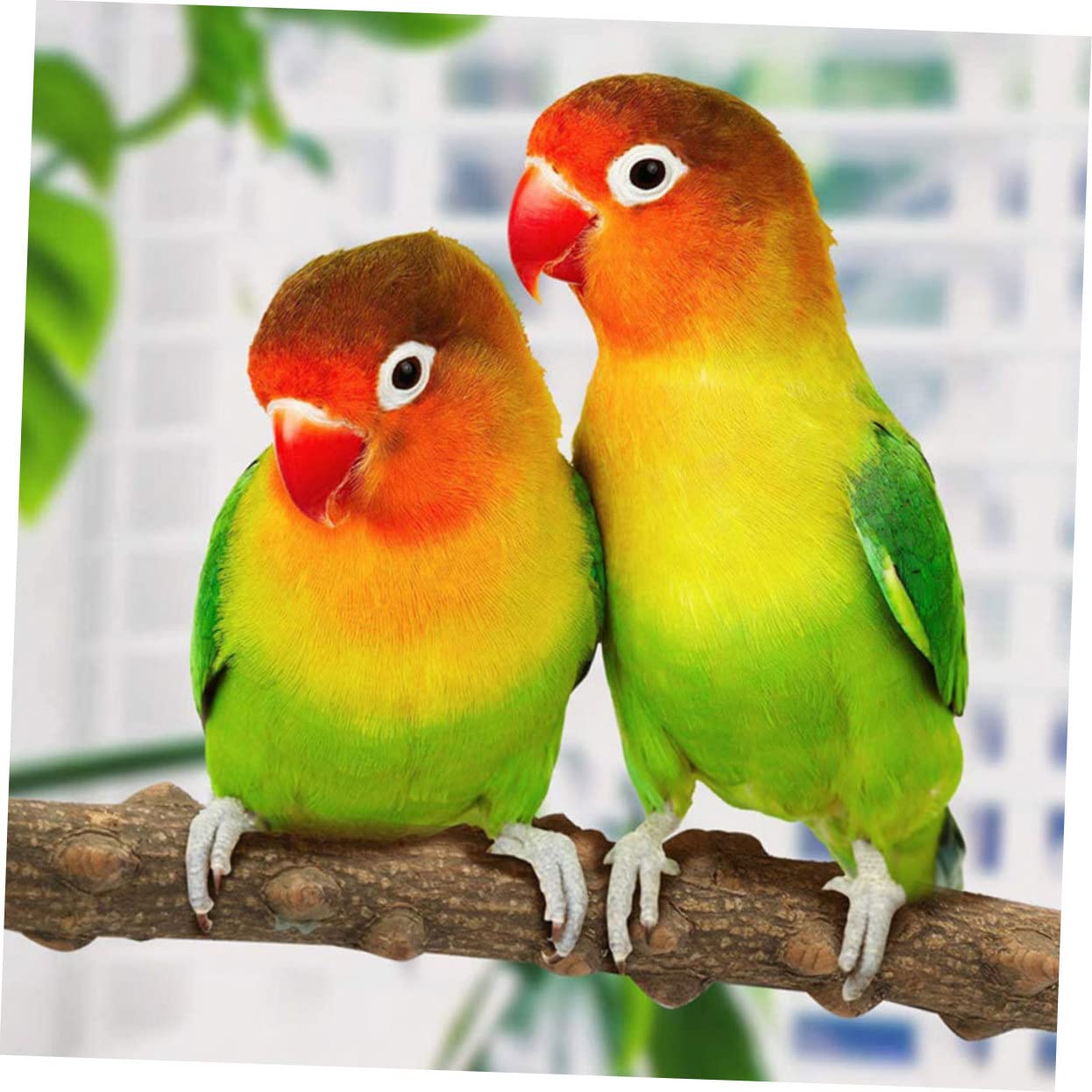 POPETPOP 1 Set Parrot Stand Bird Accessories with Swing Rack and Ladder for Parrots Enhance Playtime Exercise and Bonding Bird Cages Random Color