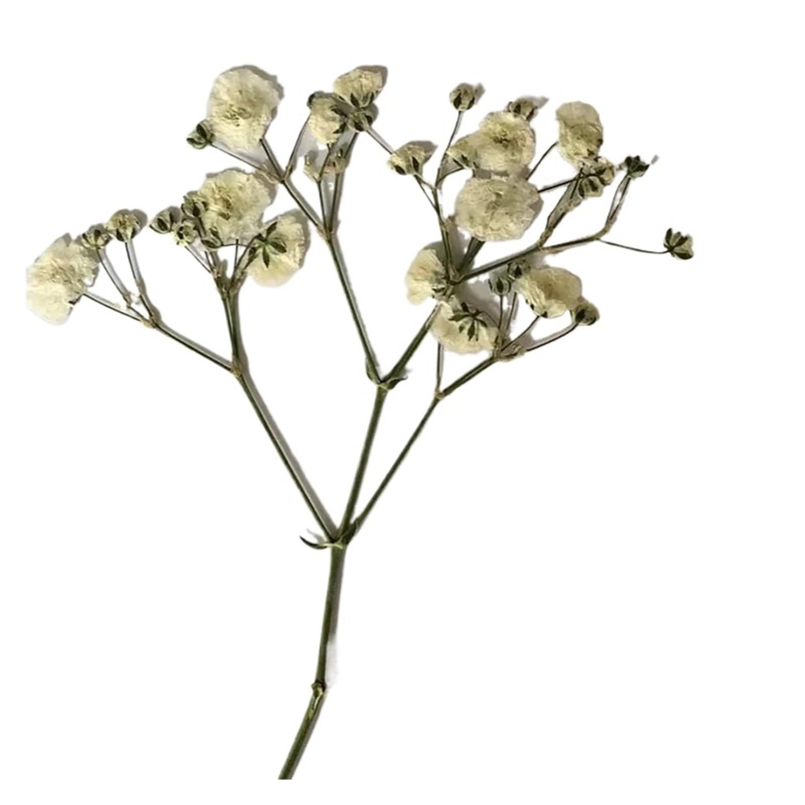 WJIAYAO dried gypsophila flowers 100 Pieces of Baby's Breath Plant Specimens DIY Handmade Bookmark Pressed Flower Material Kit Dried Frame Sticker Decoration(Color1)