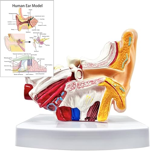Modelo de anatomía de oído humano de 1,5 veces con base - Modelo profesional de simulación de estructura de oído interno medio exterior de PVC para