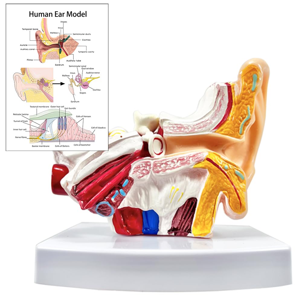 1.5 Times Human Ear Anatomy Model with Base - Professional PVC Outer Middle Inner Ear Structure Simulation Model for Teaching Demonstration