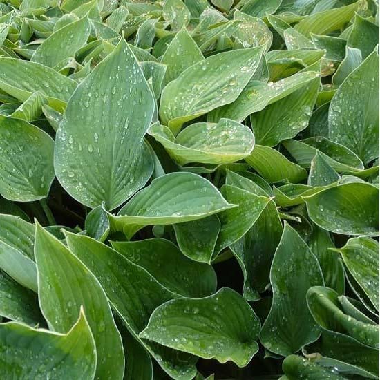 6x Hosta 'Hyacinthina' – Vaso 9x9 cm – pianta da ombra foglia verde decorativa giardino