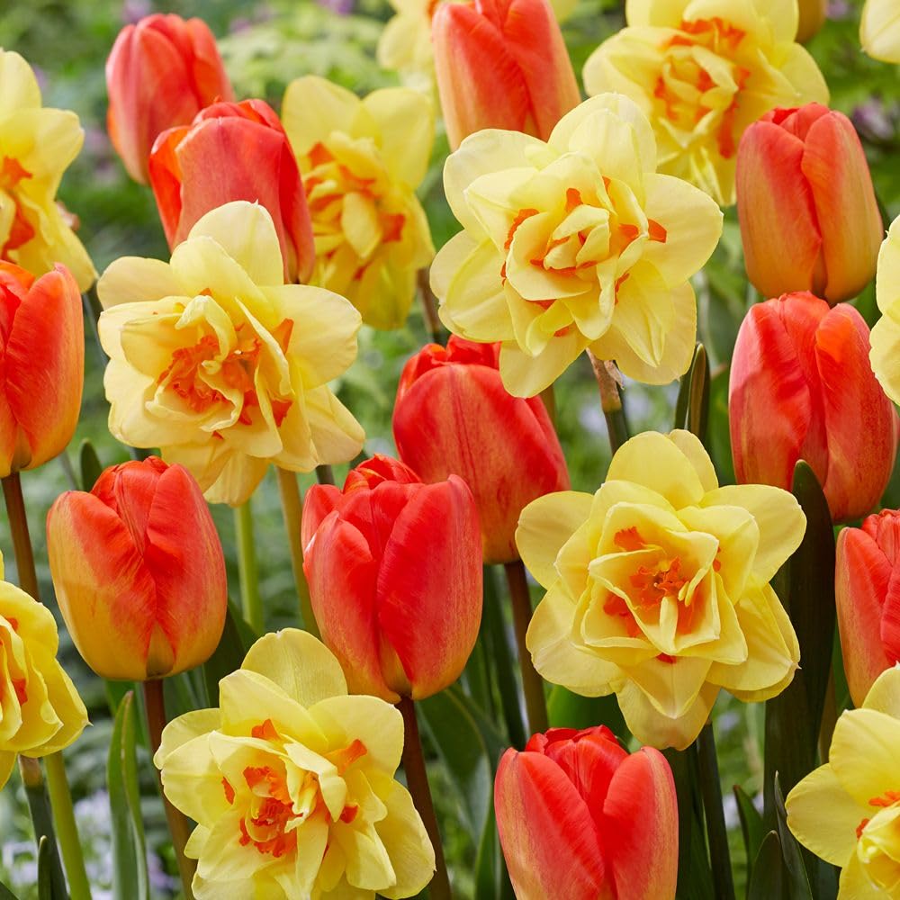 Spring Apricot Shades Mix – Fragrant Narcissus ‘Tahiti’ & Vibrant Tulip ‘Orange Queen’, Perfect for Borders or Cutting, 10x or 20x Bulbs by Thompson and Morgan