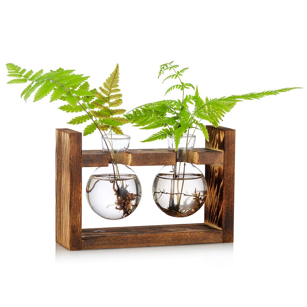 Propagation Station 2 Pcs Bulb Vase Glass Sweet Pea Vase for Flowers Terrarium Jar Planter with Wooden Rack Stand Holders for Green Water Plants Fit for Home Kitchen Table Desk Indoor Decor